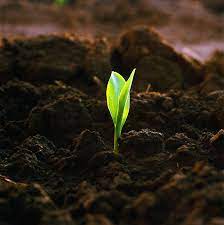 Thư Gửi Đất Mẹ Đau Thương