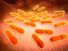 Những thực phẩm gây ra giết chết hơn 900 người Mỹ mỗi năm