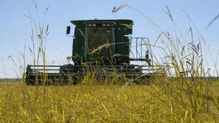 Trump đe dọa áp thuế mới lên Nhật Bản, cáo buộc Tokyo không mua gạo Mỹ