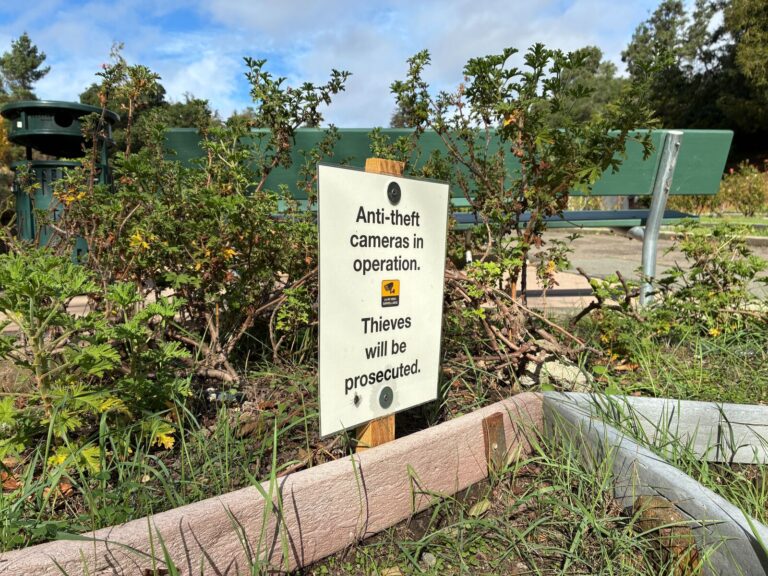  Vườn hồng Morcom ở Oakland bị trộm nhổ sạch những bụi hoa hồng hiếm